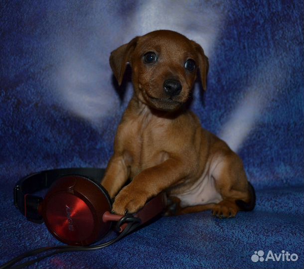 Настоящие цверги с документами РКФ