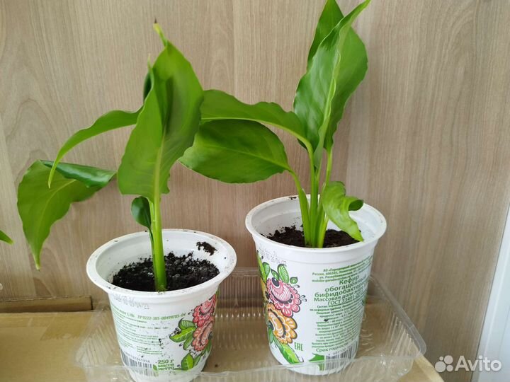 Спацифиллум (Женское счастье)