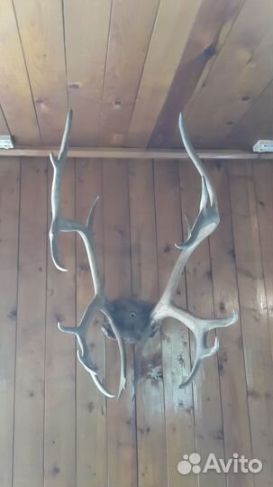 Рога оленя, Рог натуральный, Тарелка декор. Мальта