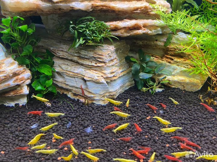 Аквариумные Креветки