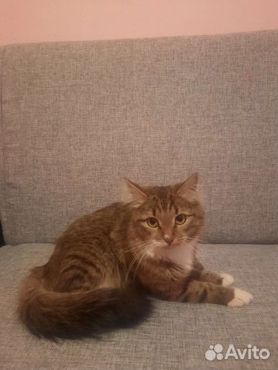 Отдам кота в добрые руки