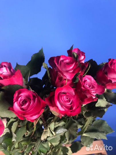 Цветы оптом розы