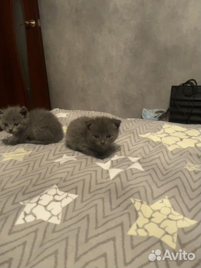 Британские котята