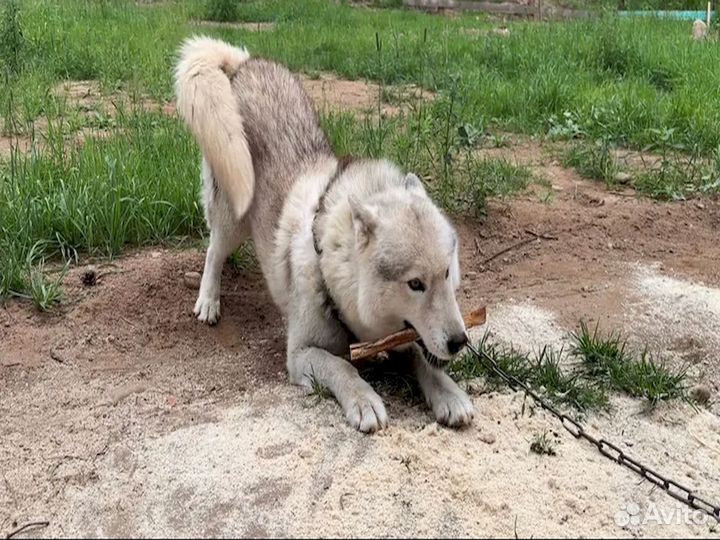 Собачье лакомство. Фермерское