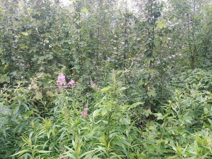 Участок 6 сот. (ИЖС)