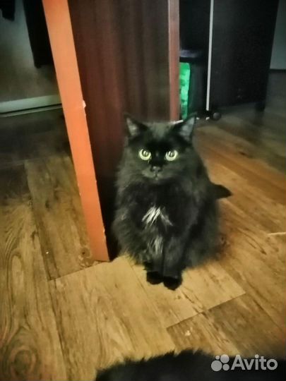 Красавица Маргоша в добрые руки