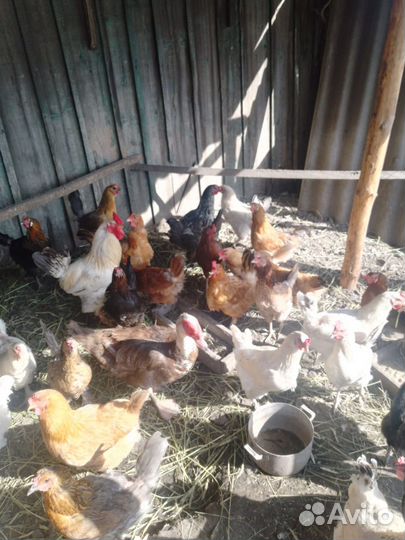 Куры несушки