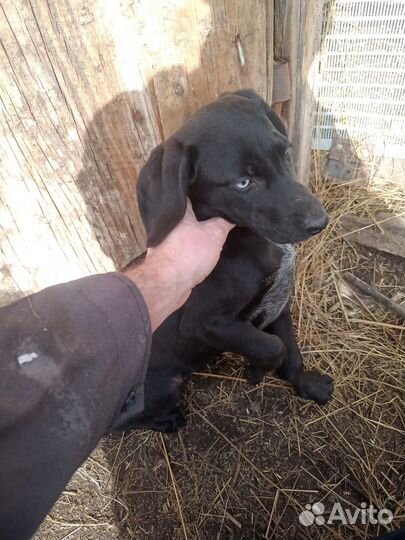 Щенки курцхаара