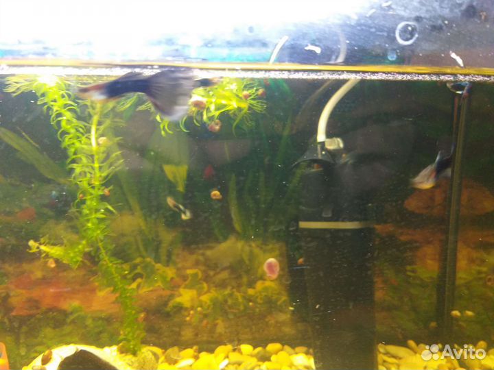 Аквариумные рыбки гуппи чёрный принц мальки