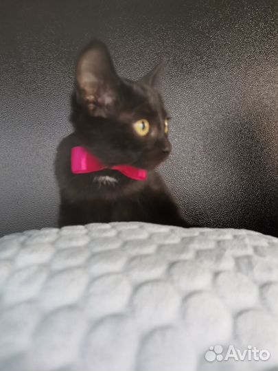 Отдам котёнка