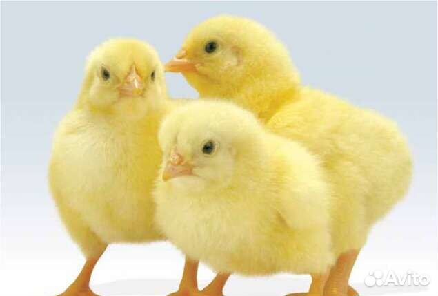 Инкубац-е яйцо и цыплята бройлера Cobb500, Ross308