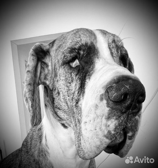 Груминг собак и кошек