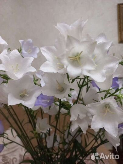 Колокольчик белый