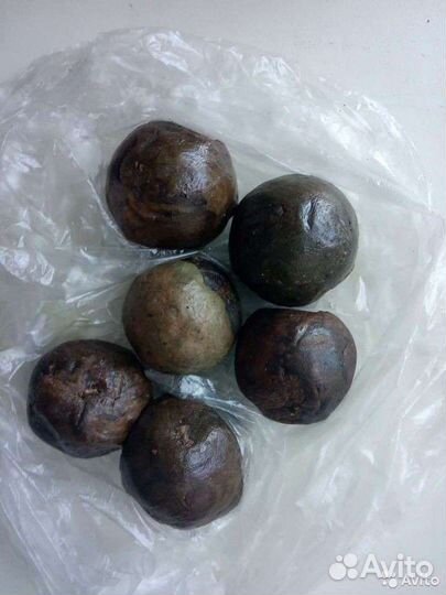 Прополис и пчелиный подмор