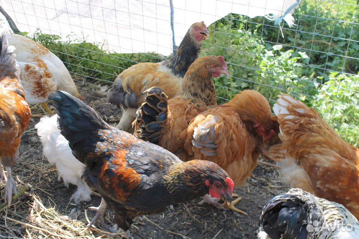 Молодые петушки