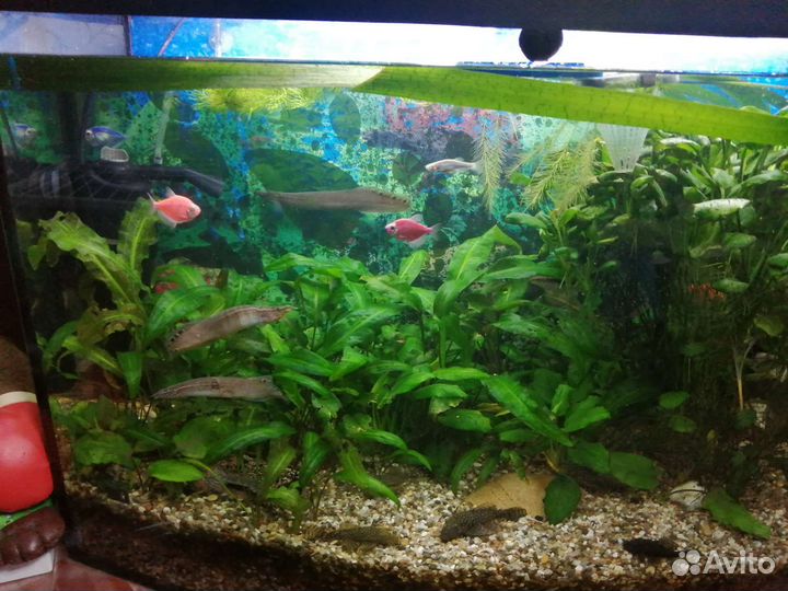 Аквариум