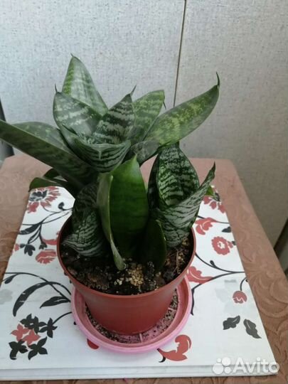 Сансевиерия сортовая