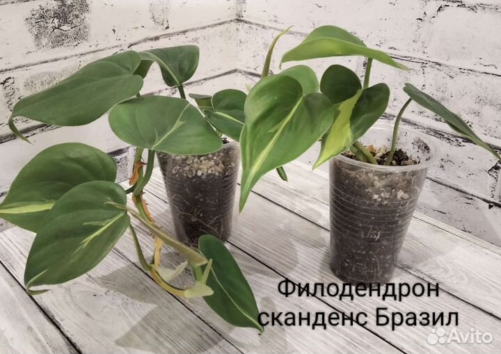 Сциндапсусы, эпипремнумы, филодендроны