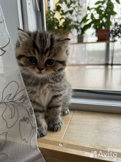 Британский пятнистый котенок