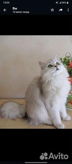 Кошка