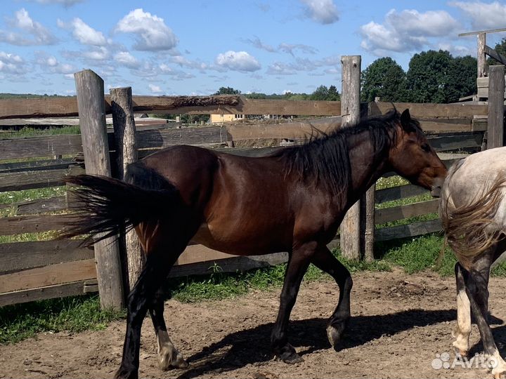 Лошади, молодые жеребчики
