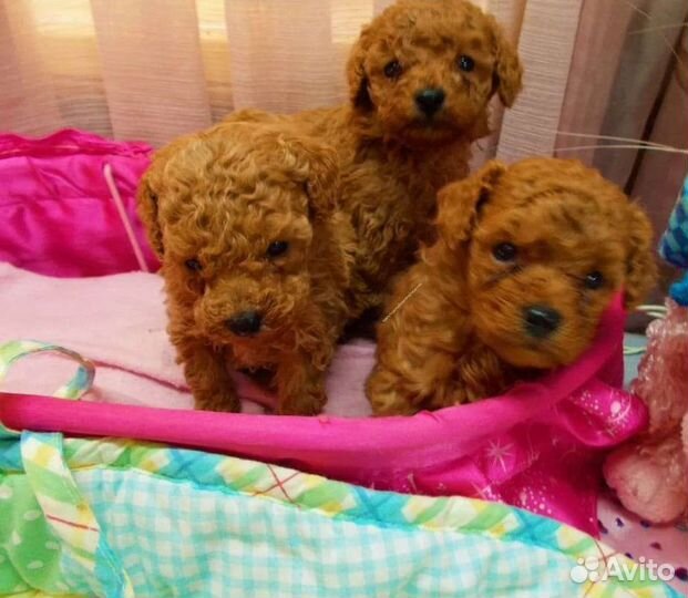 Красавцы тойчики