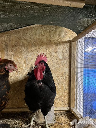 Продаю петушков разных пород