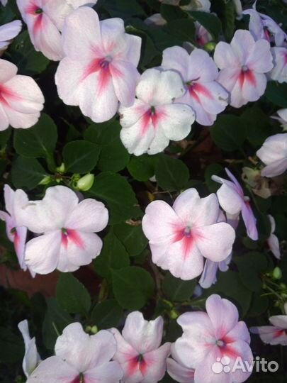 Бальзамин 3-х сортов, бегония