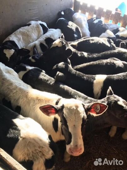 Бычки телята