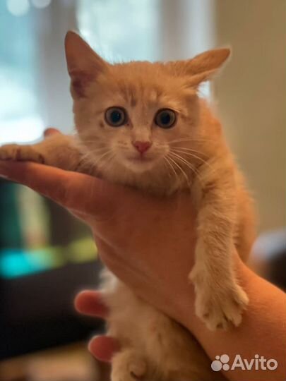 Персиковый котенок в дар