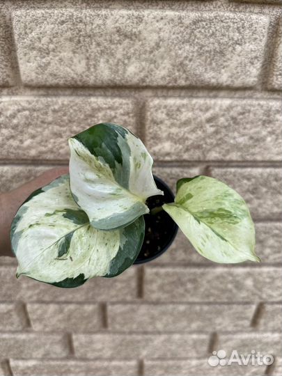 Филодендрон Сциндапсус Эпипремнум