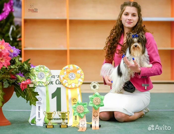 Подготовка к выставке / Хендлер