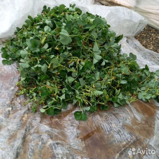 Рассада клубники