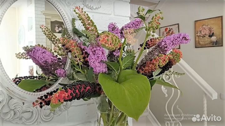 Многолетники Лаконос и другие