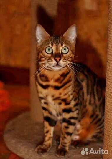 Бенгальская