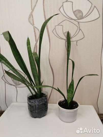 Сансевиерия