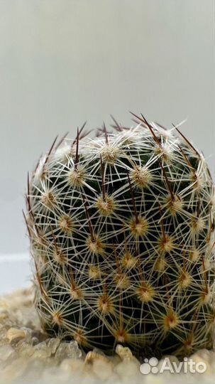 Кактусы и суккуленты москва