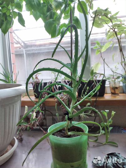 Алоэ и Индийский лук