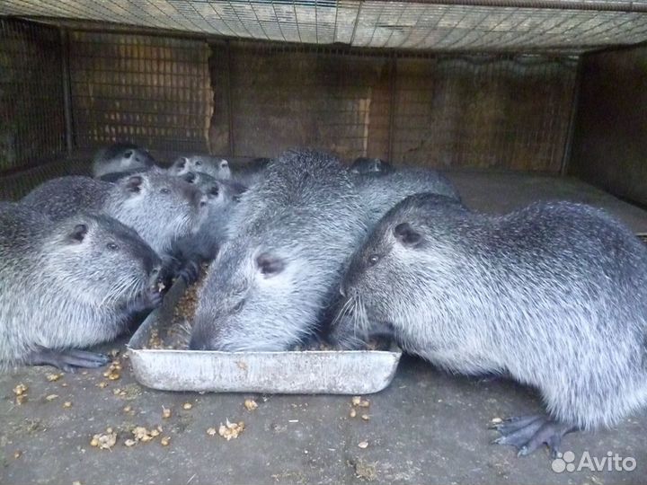 Стоковые фотографии по запросу Большие грызуны