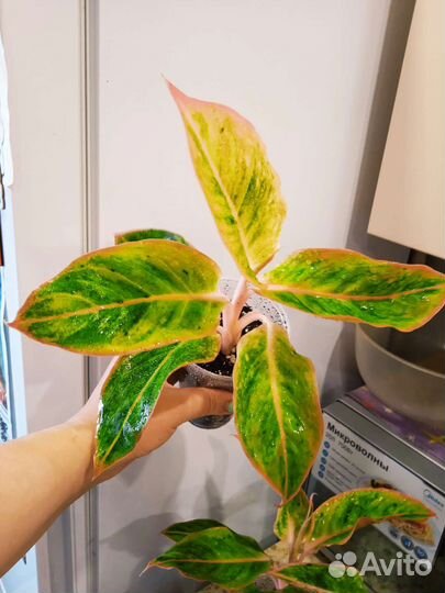 Аглаонема Амелия