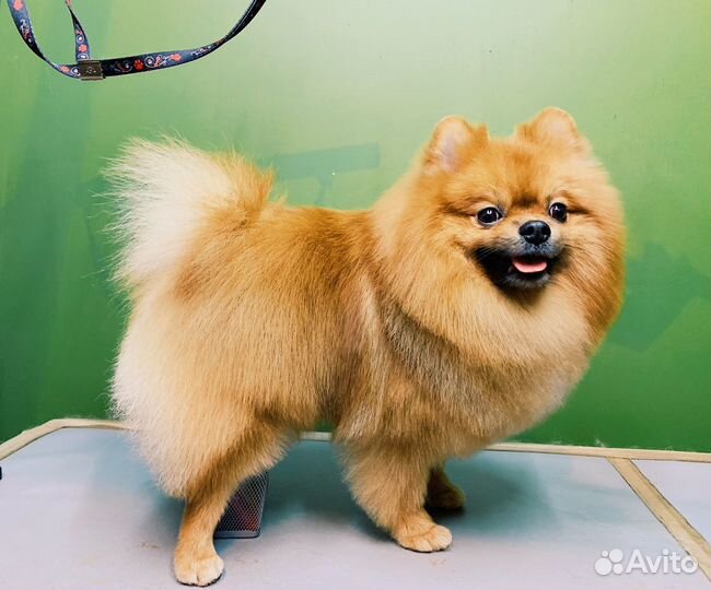 Стрижка и тримминг собак