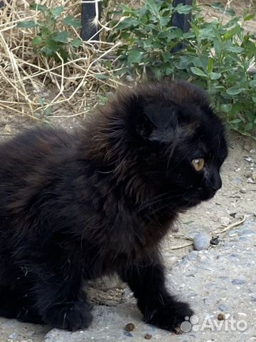 Черный котенок вислоухий объявление продам