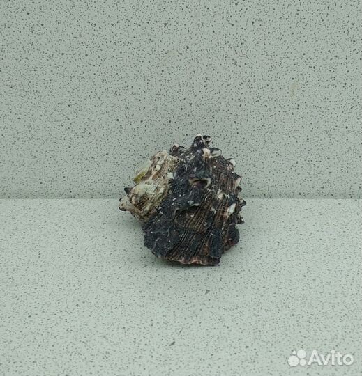 Ангария 5,4 морская ракушка раковина