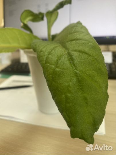 Стрептокарпусы