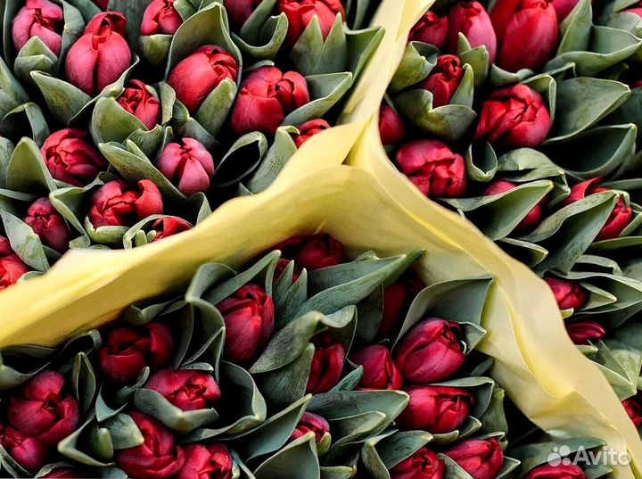 Тюльпаны оптом от 500 шт