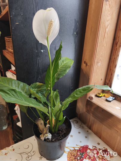 Спатифилум