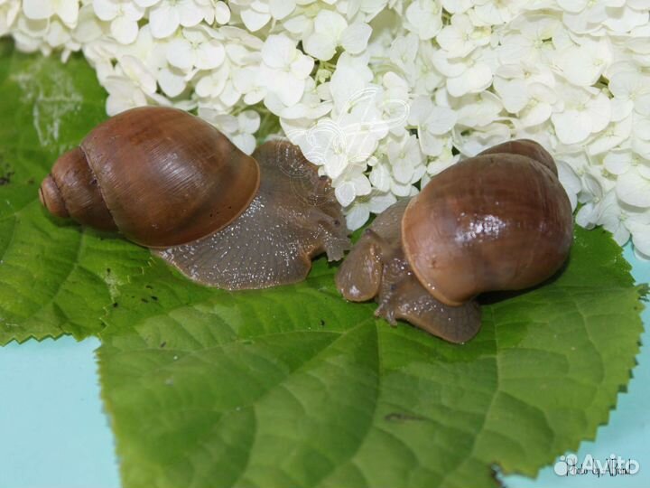Улитки, мокрицы, тараканы