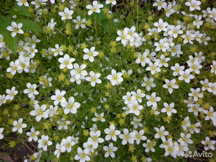 Гвоздика Шабо