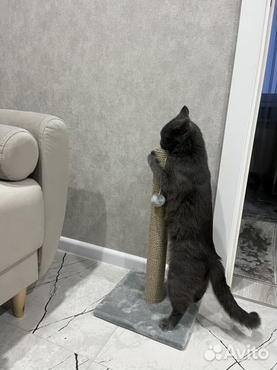 Кошка британская