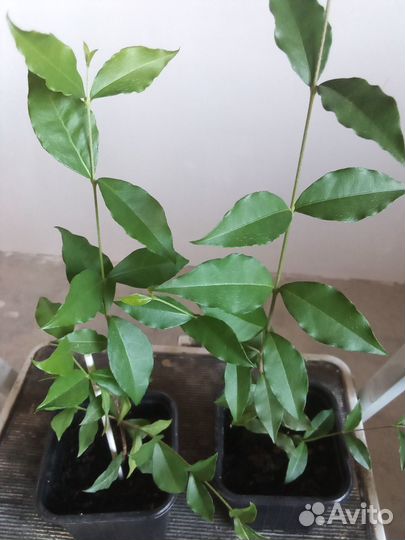 Суринамская вишня Барбадосская